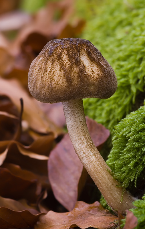 Pluteus umbrosus